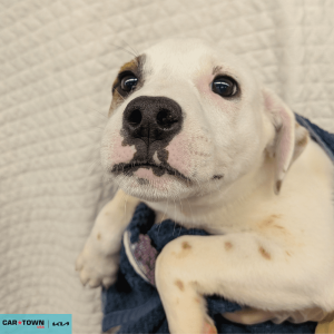 Website Pet Pictures(209)