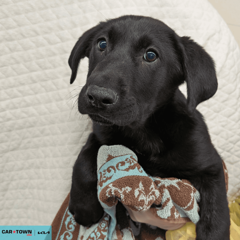 Website Pet Pictures(210)