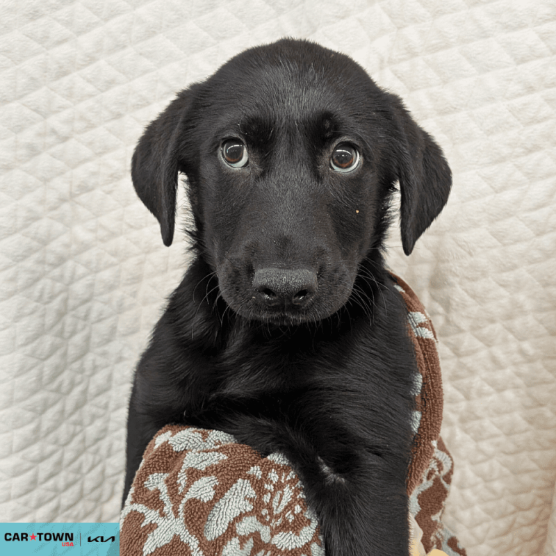 Website Pet Pictures(211)