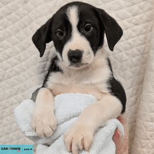 Website Pet Pictures(212)