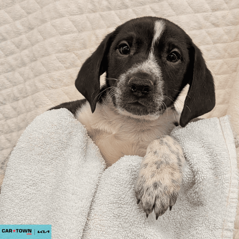 Website Pet Pictures(213)