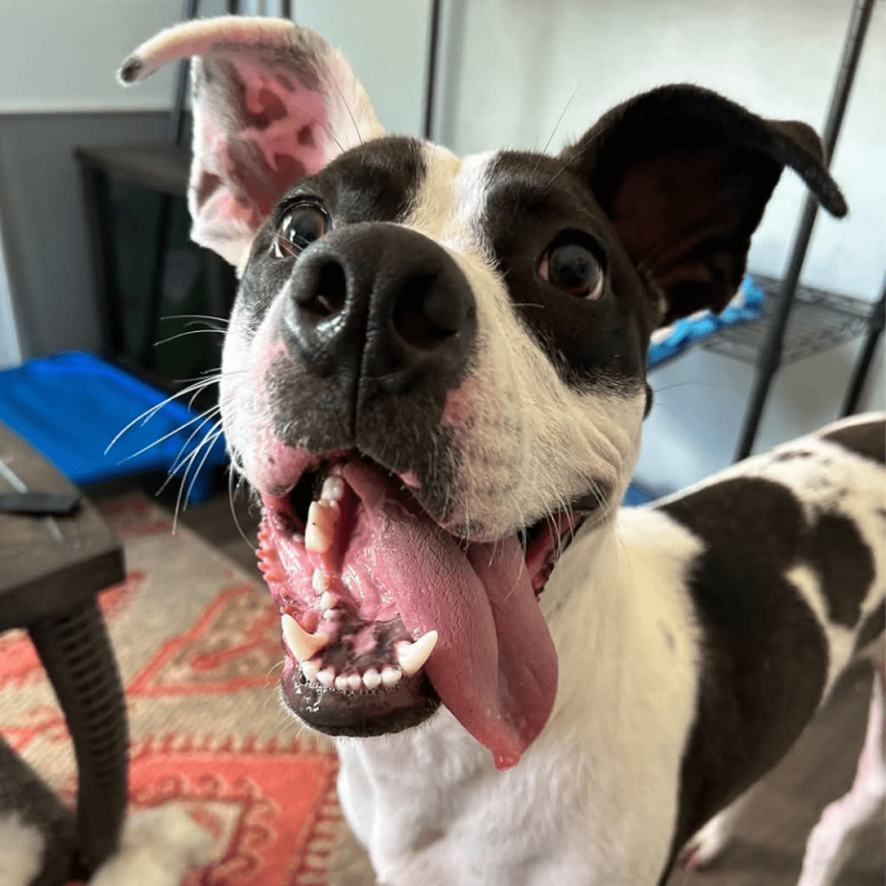 Website Pet Pictures(216)