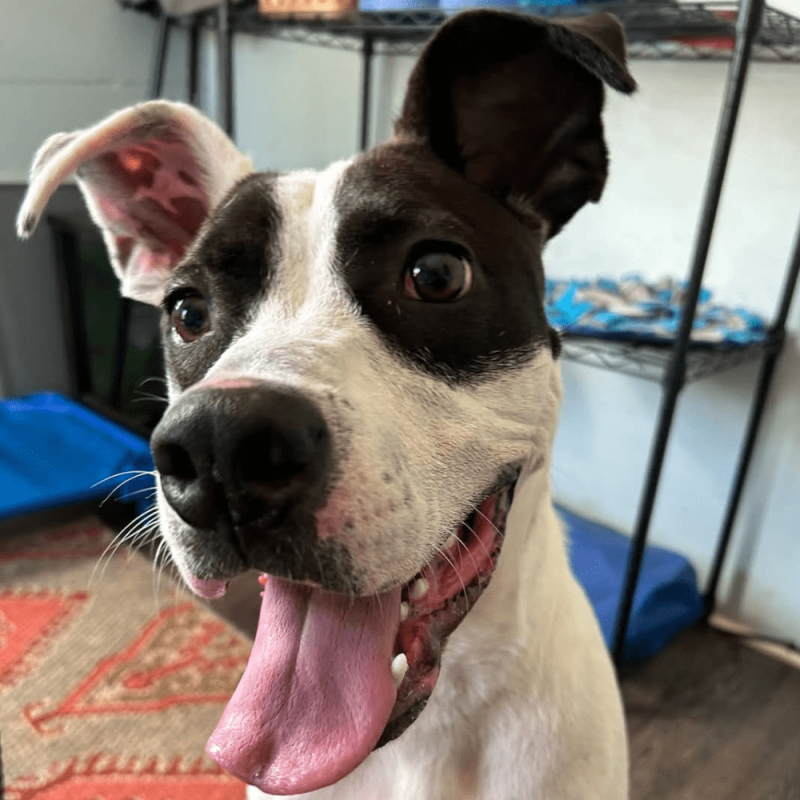 Website Pet Pictures(217)