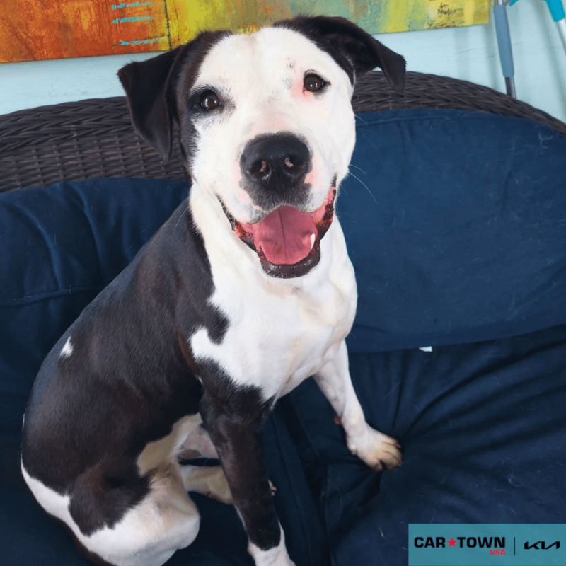 Website Pet Pictures(218)