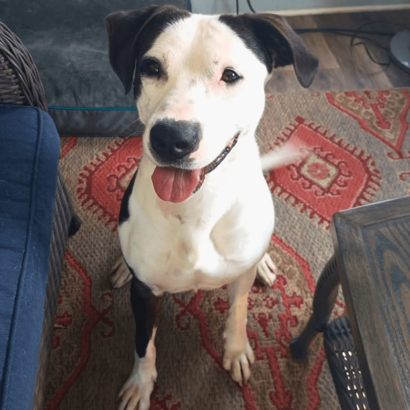 Website Pet Pictures(219)