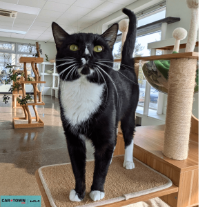 Website Pet Pictures(220)