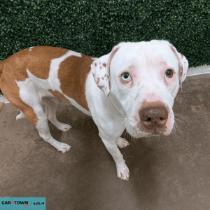 Website Pet Pictures(223)