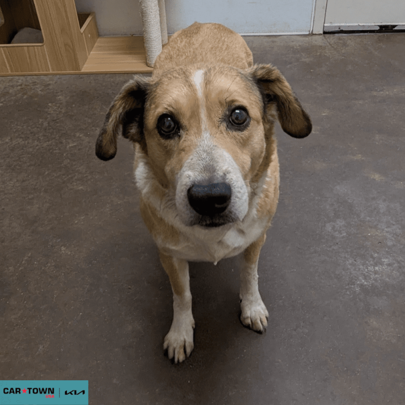 Website Pet Pictures(224)