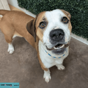 Website Pet Pictures(225)