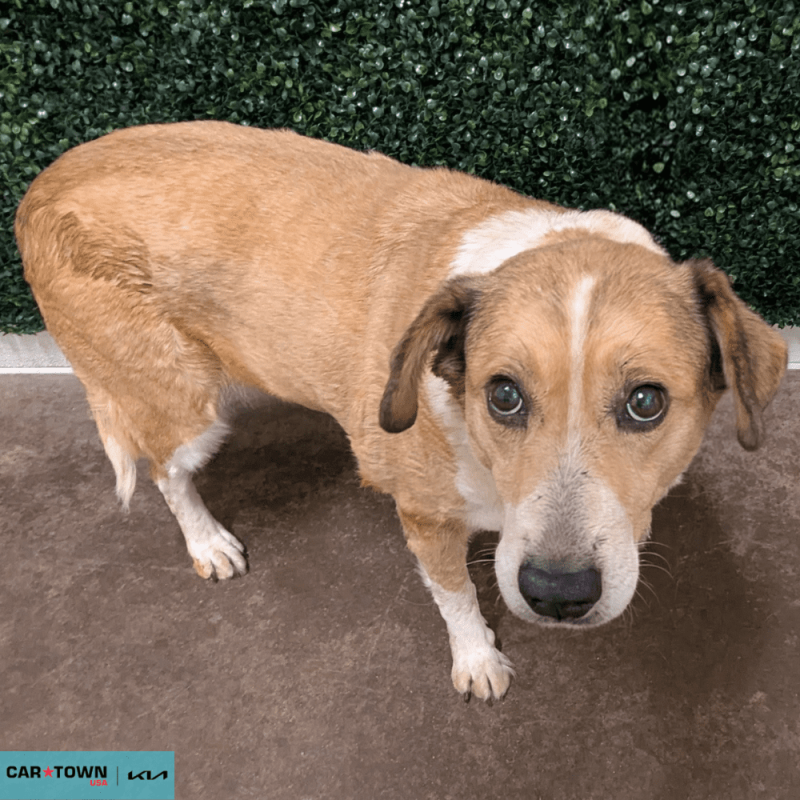 Website Pet Pictures(229)