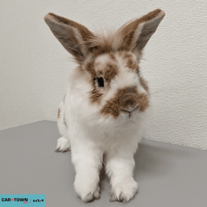 Website Pet Pictures(232)