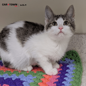 Website Pet Pictures(25)