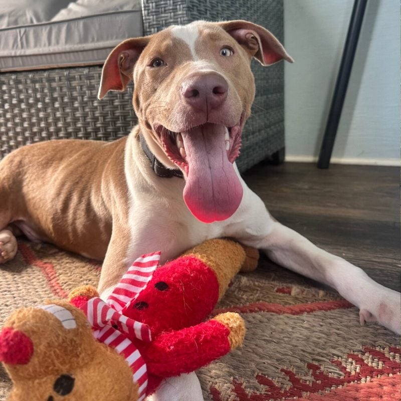 Website Pet Pictures(25)