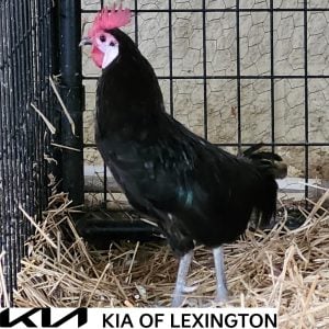 Website Pet Pictures(26)