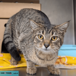 Website Pet Pictures(261)