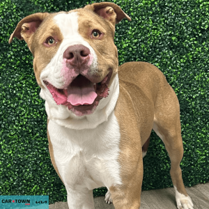 Website Pet Pictures(262)