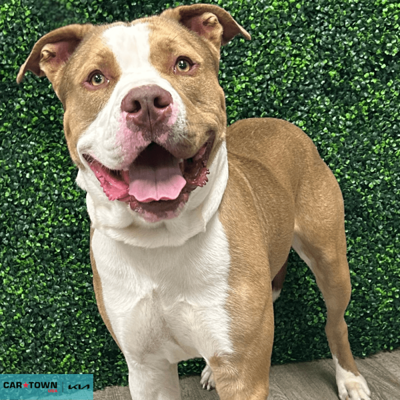 Website Pet Pictures(262)