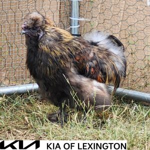 Website Pet Pictures(27)