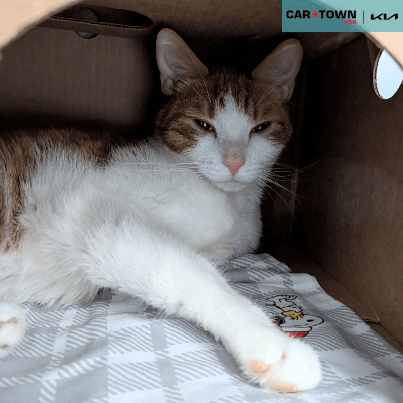 Website Pet Pictures(282)