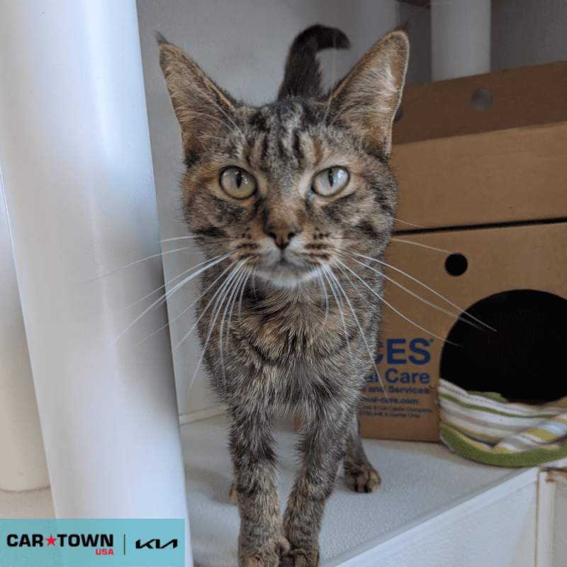 Website Pet Pictures(285)