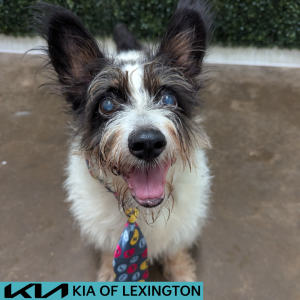Website Pet Pictures(29)