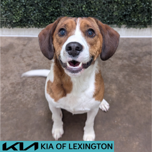 Website Pet Pictures(293)