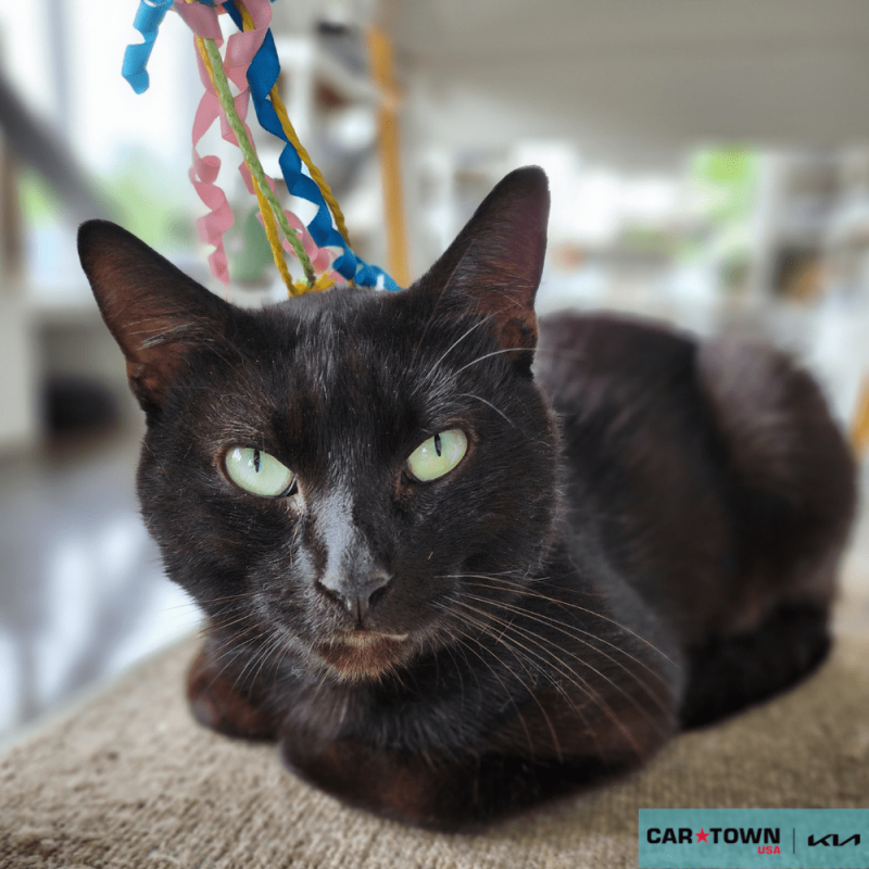 Website Pet Pictures(299)