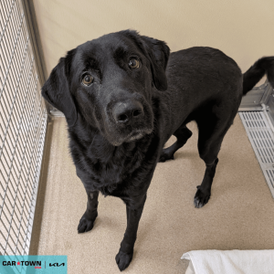 Website Pet Pictures(3)