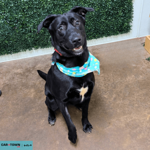 Website Pet Pictures(3)