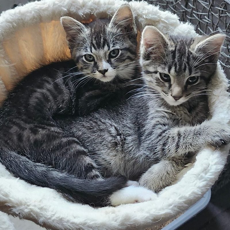 Website Pet Pictures(30)