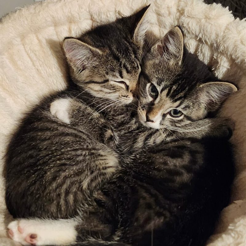 Website Pet Pictures(31)