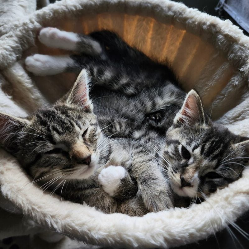 Website Pet Pictures(32)
