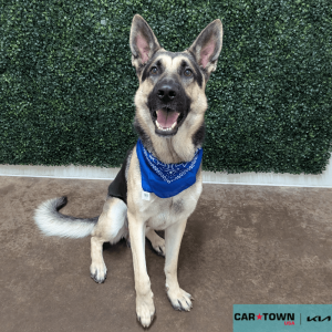 Website Pet Pictures(325)