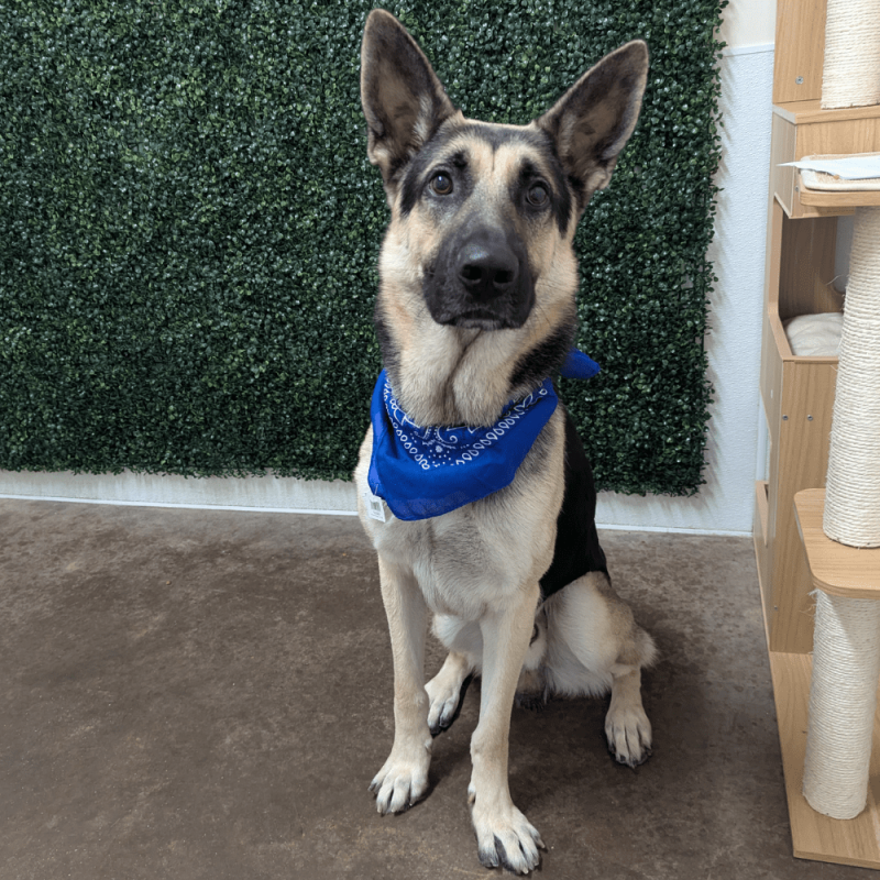 Website Pet Pictures(326)