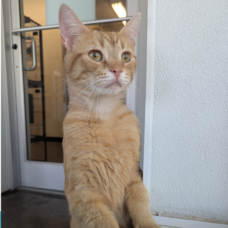 Website Pet Pictures(328)