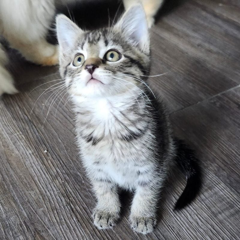 Website Pet Pictures(33)