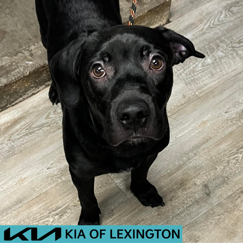 Website Pet Pictures(331)