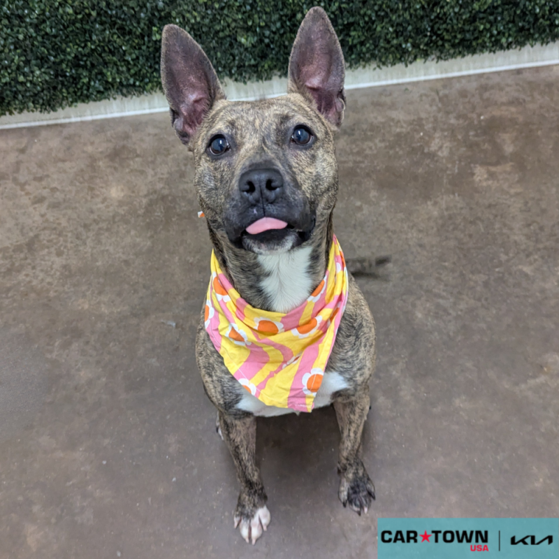 Website Pet Pictures(333)(1)