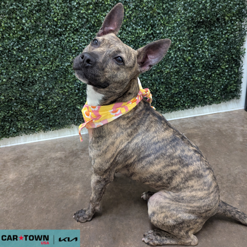 Website Pet Pictures(334)(1)