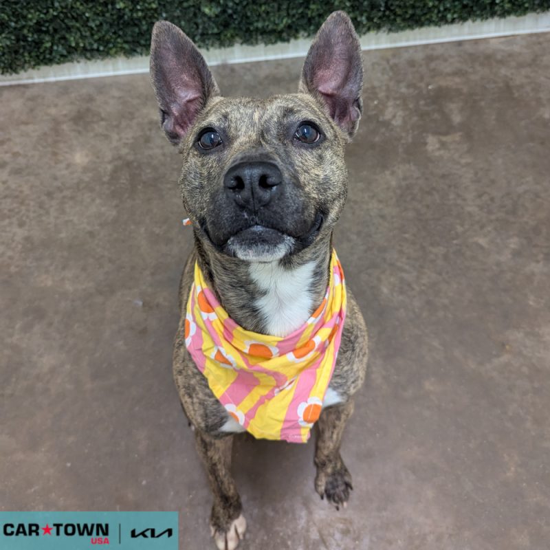 Website Pet Pictures(335)(1)