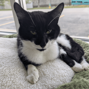 Website Pet Pictures(338)