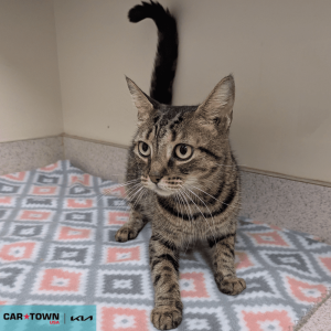 Website Pet Pictures(338)