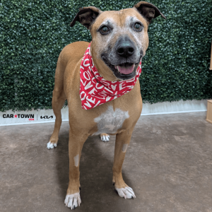 Website Pet Pictures(344)