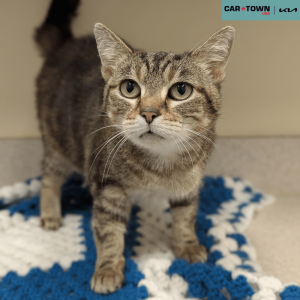 Website Pet Pictures(345)