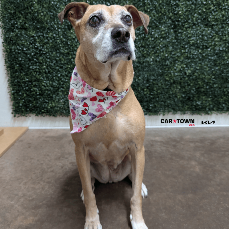 Website Pet Pictures(345)