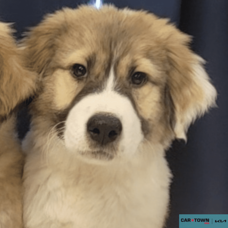 Website Pet Pictures(346)