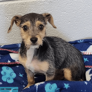 Website Pet Pictures(353)