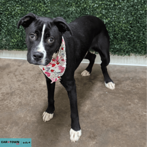 Website Pet Pictures(354)