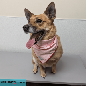 Website Pet Pictures(356)