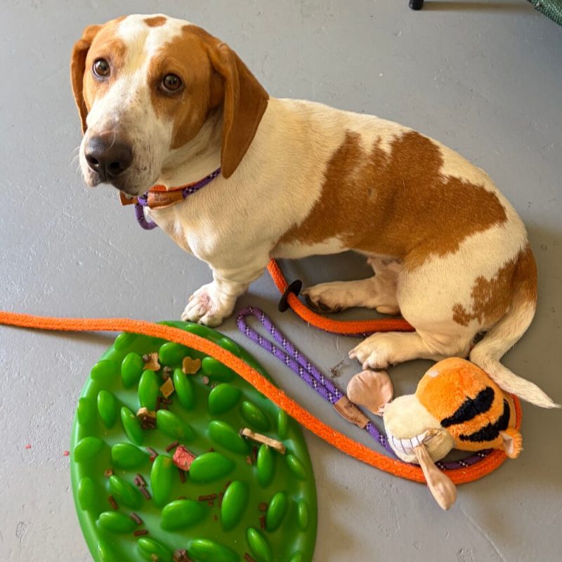 Website Pet Pictures(36)
